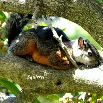 Squirrel